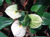 Anthurium Andreanum
